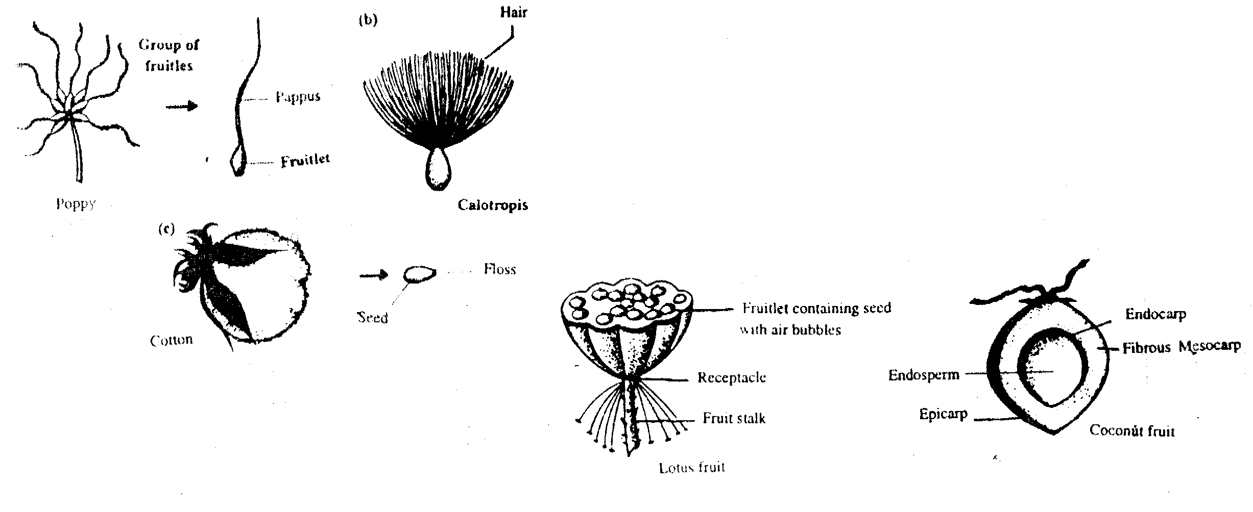 Fruit Dispersal